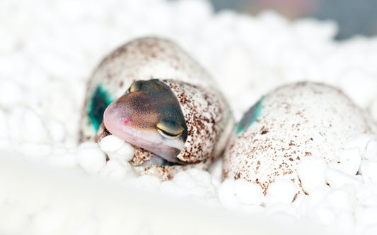 Leopard gecko hatching out of an egg