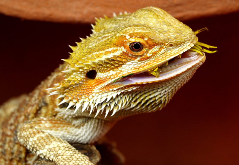 Bearded dragon eating an insect