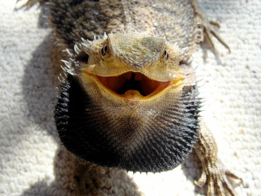 Bearded dragon with black beard puffed out