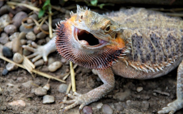 Bearded dragon with expanded black beard