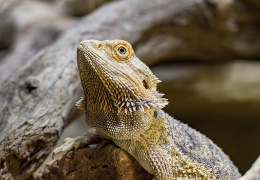 Closeup of bearded dragon near some large rocks