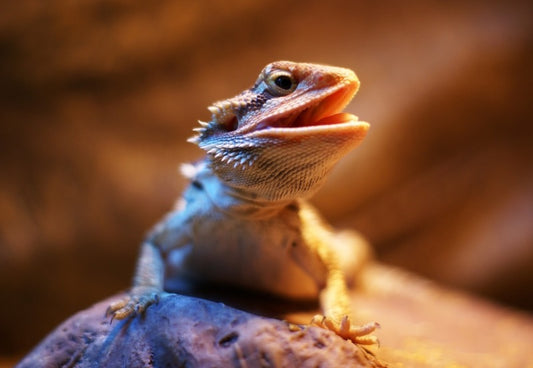 Bearded dragon on a rock