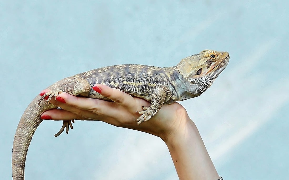 Bearded dragon in woman's hand against light blue background