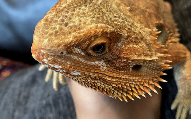 Bearded dragon being held by owner