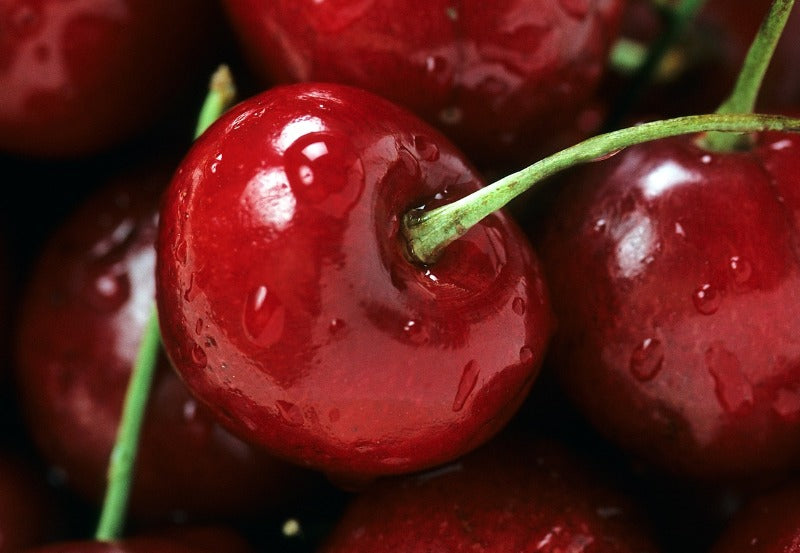 Closeup of a handful of red cherries