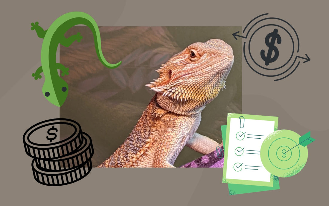 Budgeting for a Bearded Dragon: What Is the Real Cost?
