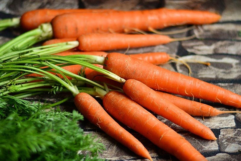 Fresh unpeeled carrots with leaves 