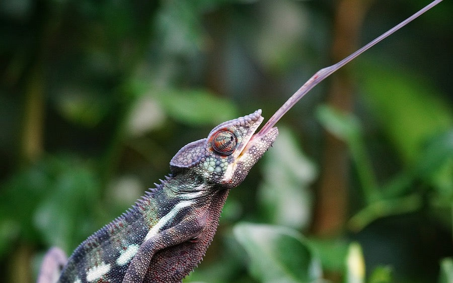 Chameleon with its tongue out to eat