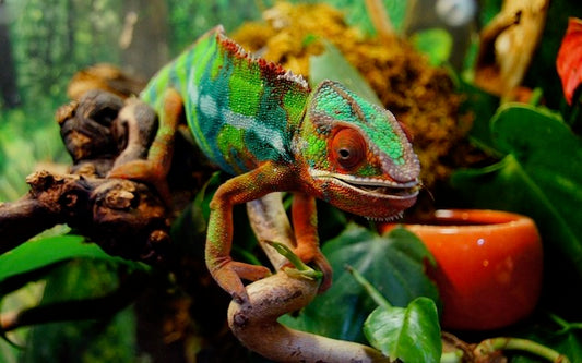 How Long Do Chameleons Live? Explore the Average Chameleon Lifespan