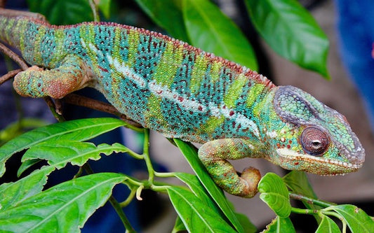 Colorful chameleon with blue, green, and red splotches