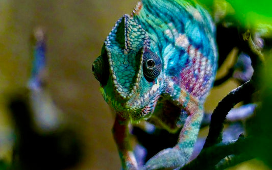 Blue-green chameleon with purple spots, crawling across a branch