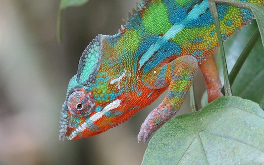 Colorful chameleon on a leaf