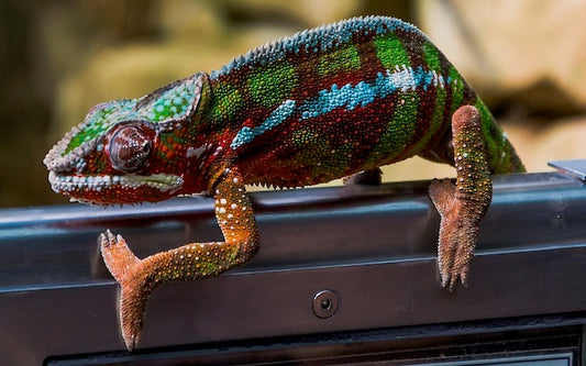 Chameleon on the top of an enclosure