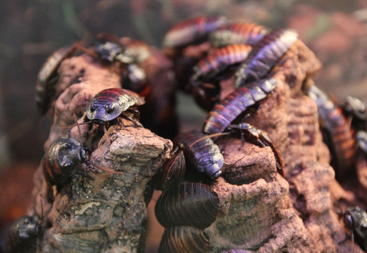 Cockroaches climbing over a small mound of rocks