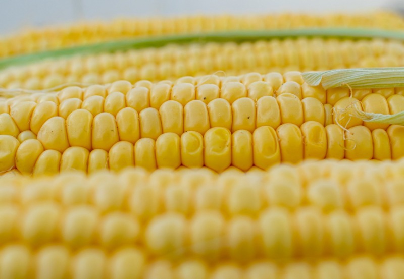 Closeup view of sweet corn on the cob
