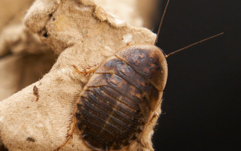 Closeup of a Dubia roach on an egg carton