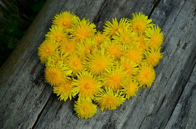 Dandelions in the shape of a heart