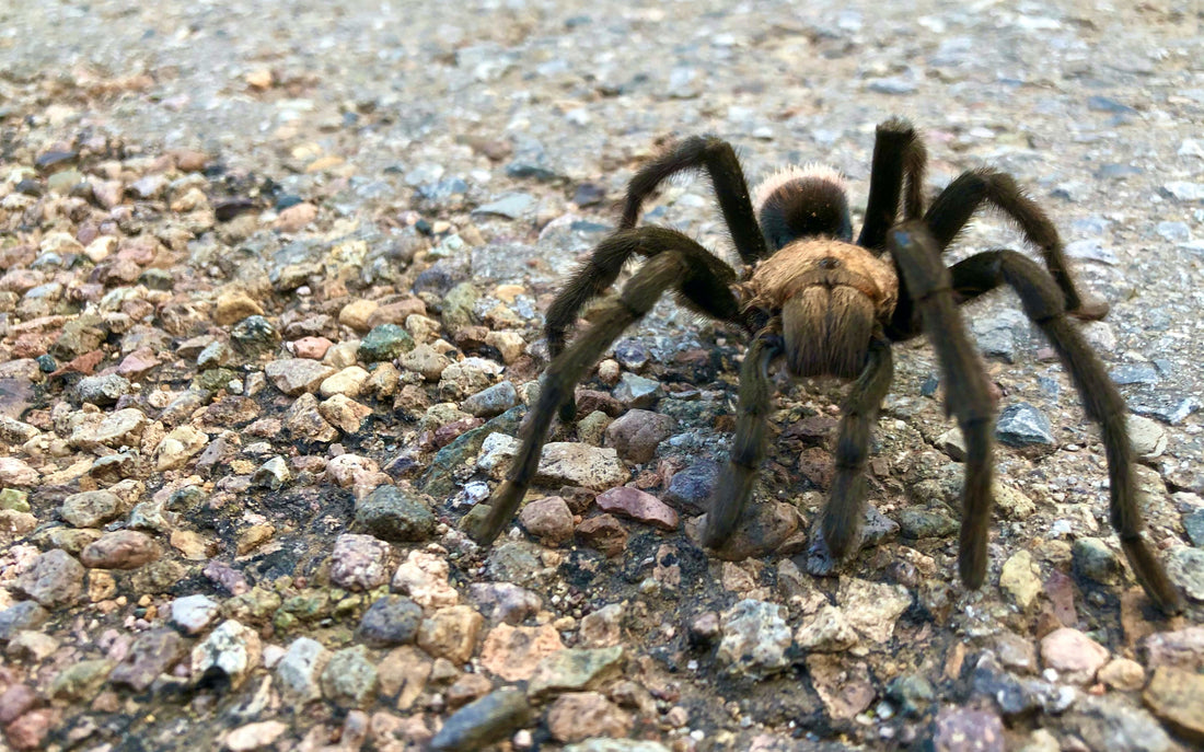 Tarantula with dark brown legs