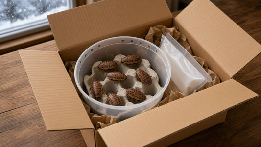 Open shipping box packed for cold weather with a container of Dubia roaches and an air-activated heat pack