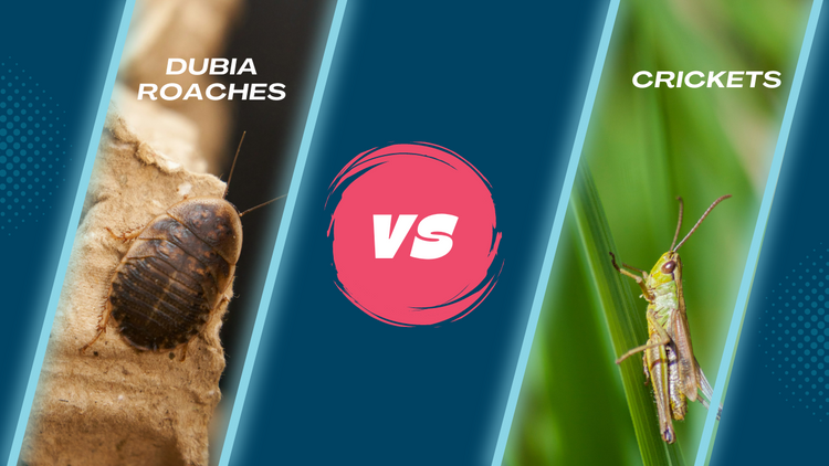Dubia Roaches vs Crickets: Which Is the Better Feeder Insect? | Bearded ...