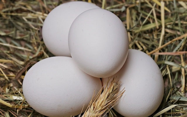 Four white eggs on a bed of straw