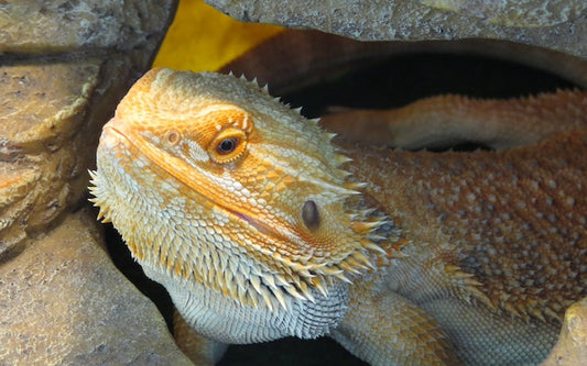 Bearded dragon, possibly with gut impaction