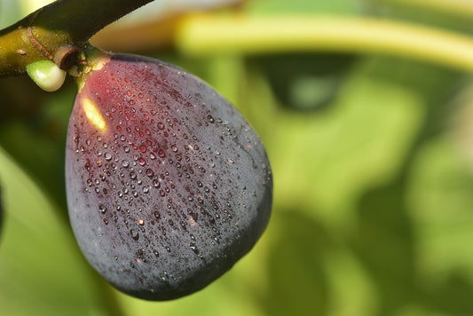 A fresh, ripe fig on the branch