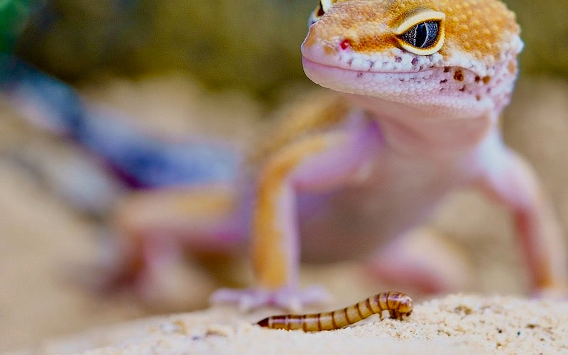 Leopard gecko and a superworm