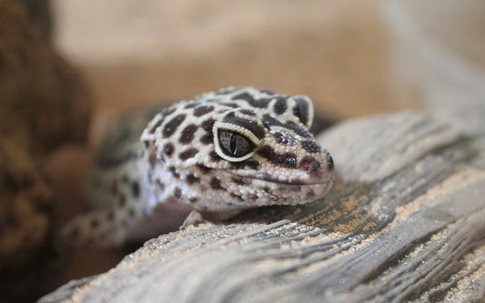 Leopard gecko on a log