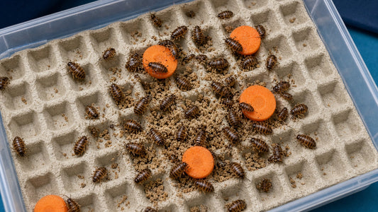 Dubia roaches eating roach chow and fresh carrot slices in a feeder bin