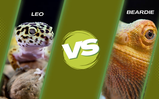 Leopard gecko vs bearded dragon on a green background