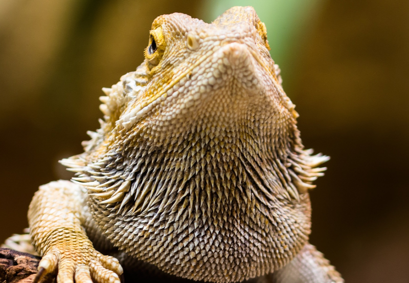 Headshot of bearded dragon