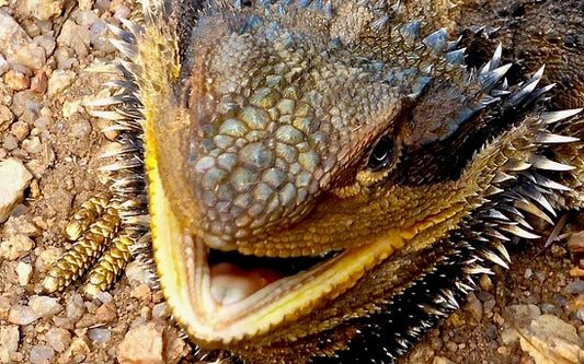Closeup of a bearded dragon showing its tongue