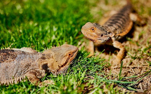 Two bearded dragons in grass
