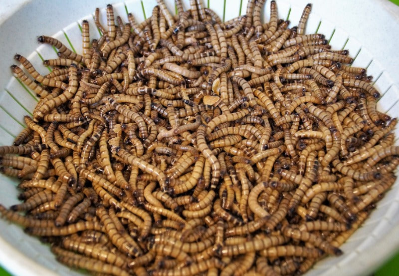Bowl of superworms