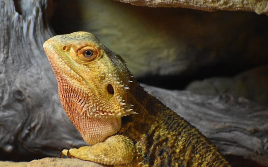 Bearded dragon hungry for wax worms