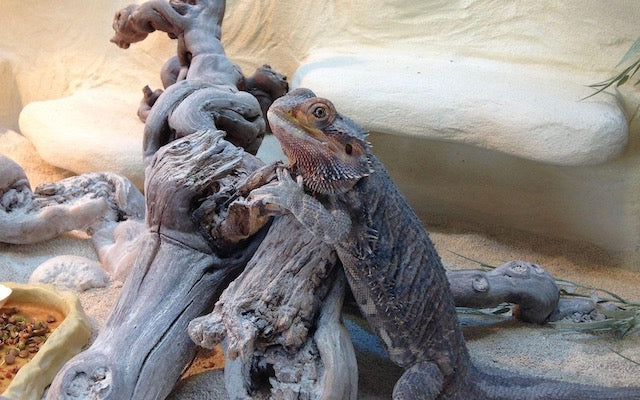 Bearded dragon preparing to shed, rubbing against a log