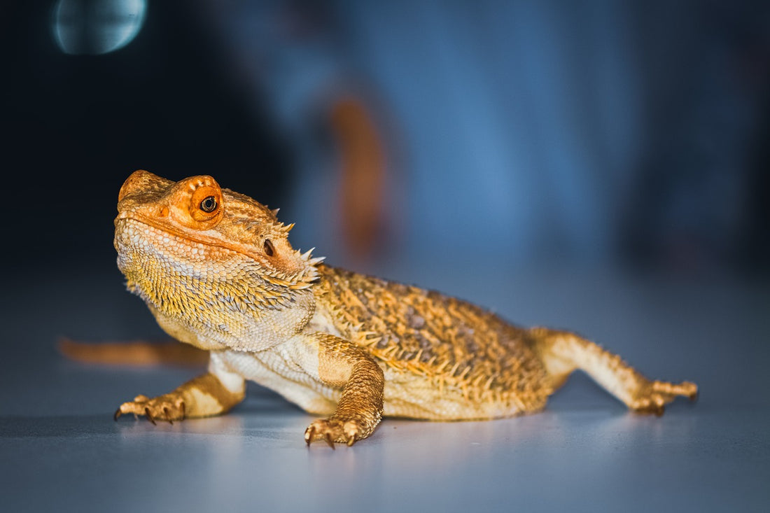 A bearded dragon with some yellow coloring on its chin