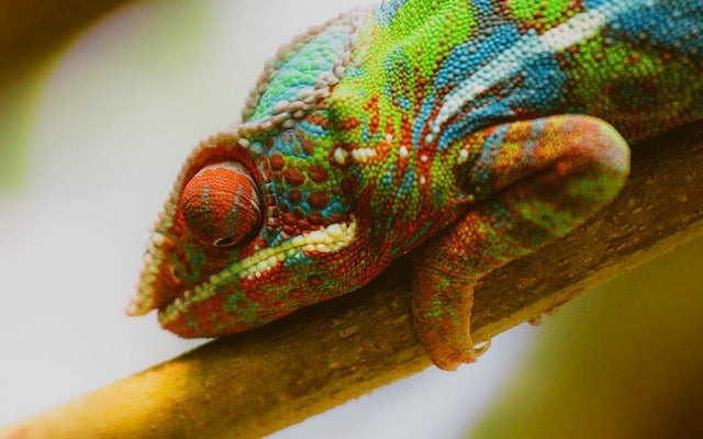 Brightly colored red, green, and blue chameleon on a stick