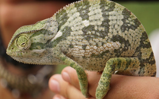 Green-splotched chameleon on a person's hand