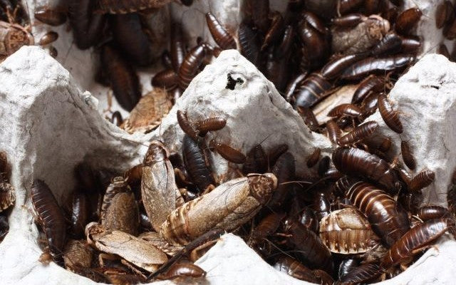 Dubia Roach Development Research Study Study Research Study Study photo