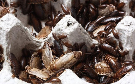 Bulk Dubia roaches in an egg carton