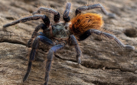 Tarantula with brown abdomen and blue legs