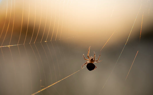 Spider on a web against a backdrop of faded sunlight