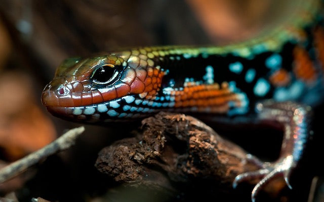 A reptile that can eat Dubia roaches