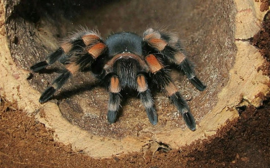 Black and orange tarantula in a log