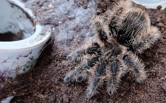 Dark colored tarantula near a silk web and a feeding dish