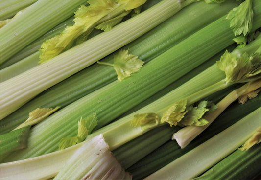 Closeup of celery stalks  