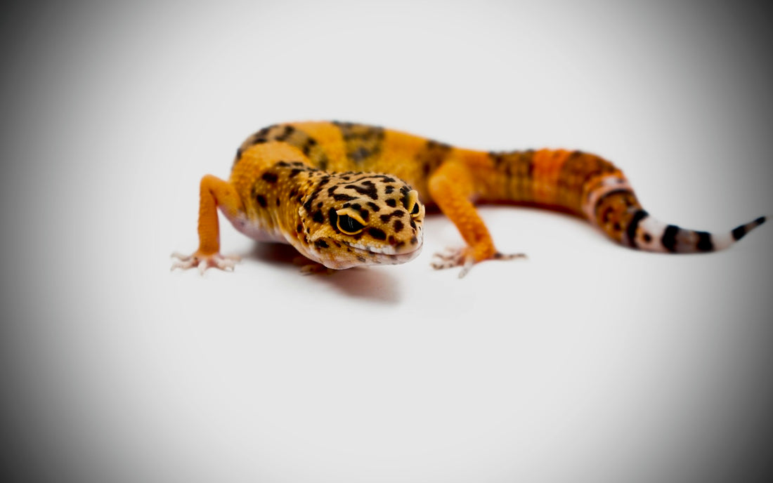 Leopard gecko against a shadowed background