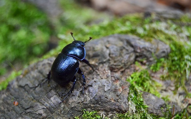 Blackish blue beetle on a log